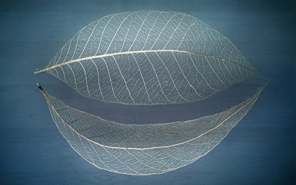 Artistic Leaf HD Wallpaper | Background Image
