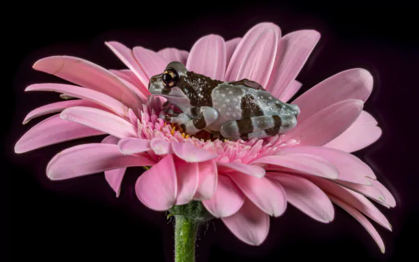 4K Ultra HD PC desktop wallpaper of an animal: a small frog resting on a pink gerbera, vibrant petals illuminated against a dark background