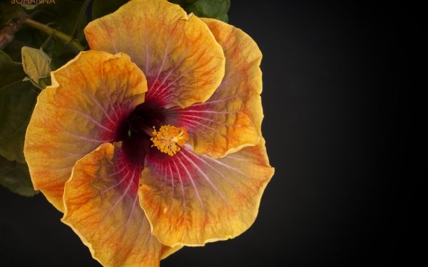 Earth Hibiscus Flowers Macro Flower HD Wallpaper | Background Image