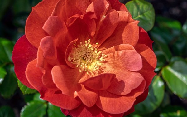 Earth Rose Flowers Macro Flower HD Wallpaper | Background Image