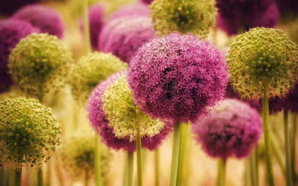 flower nature allium HD Desktop Wallpaper | Background Image