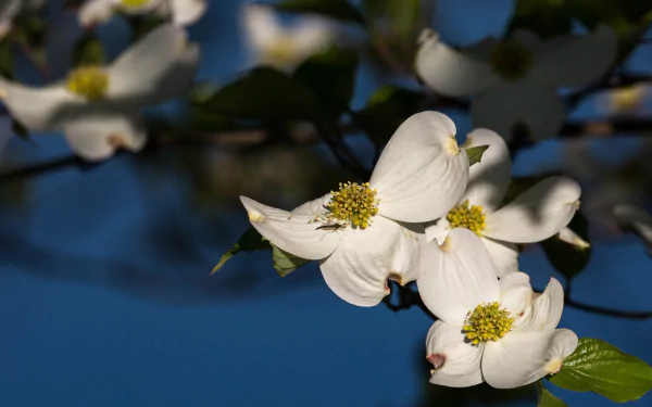 dogwood insect branch flower nature blossom HD Desktop Wallpaper | Background Image