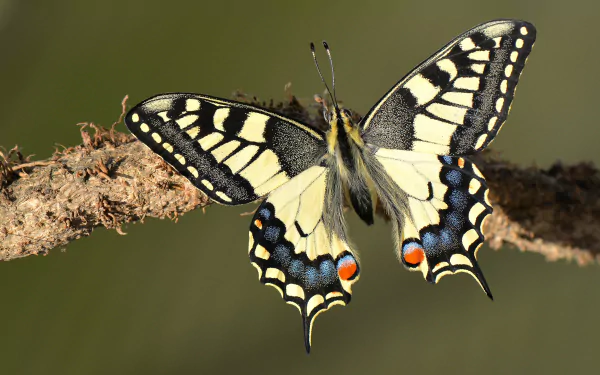4K Ultra HD PC desktop wallpaper: macro of a yellow-and-black swallowtail butterfly perched on a branch, wings fanned to reveal blue and red markings.