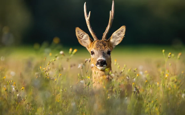 roe deer Animal deer HD Desktop Wallpaper | Background Image
