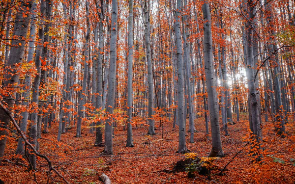 4K Ultra HD PC desktop wallpaper featuring a vibrant fall forest scene with tall trees and bright orange leaves carpeting the ground.