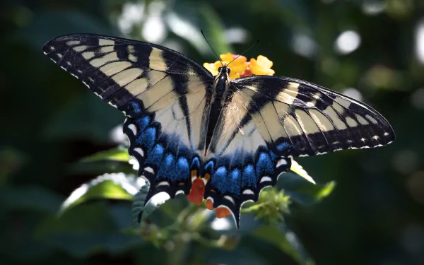insect wings butterfly Animal swallowtail butterfly HD Desktop Wallpaper | Background Image