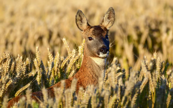 roe deer Animal deer HD Desktop Wallpaper | Background Image