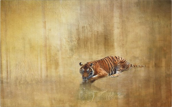 Animal Tiger Cats Reflection HD Wallpaper | Background Image