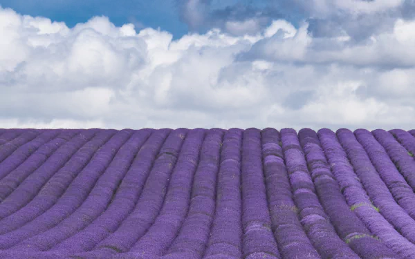 plantation France flower nature lavender HD Desktop Wallpaper | Background Image