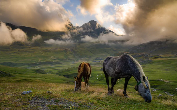 HD desktop wallpaper showing two horses grazing on a fog-wreathed mountain pasture beneath dramatic clouds.