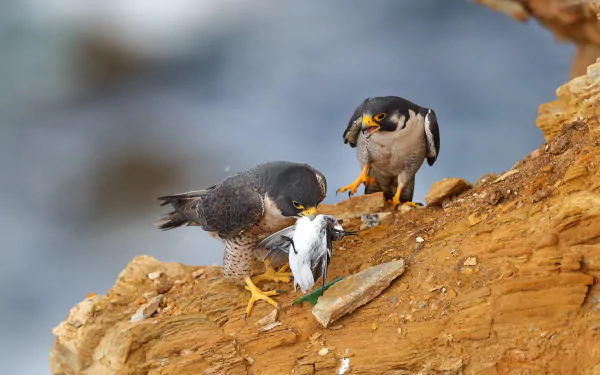 bird Animal falcon HD Desktop Wallpaper | Background Image
