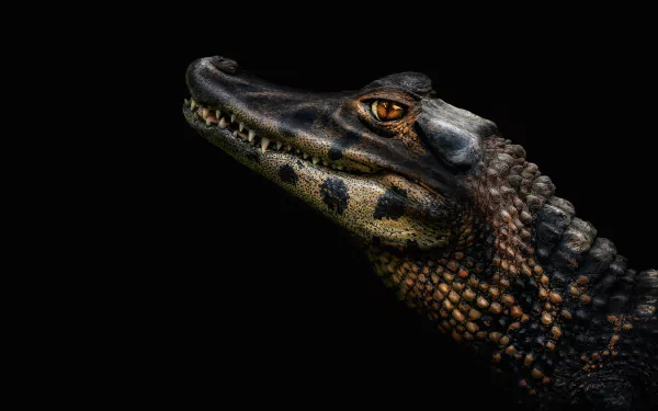 Animal caiman HD Desktop Wallpaper | Background Image