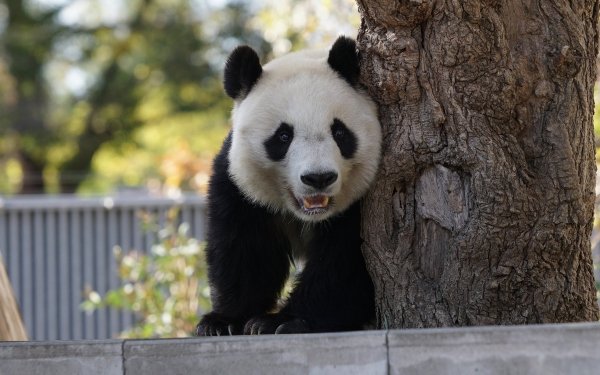 Animal Panda HD Wallpaper | Background Image