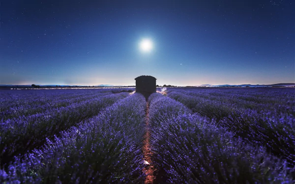 field plantation night star nature lavender HD Desktop Wallpaper | Background Image