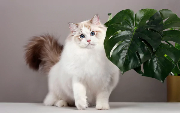 HD desktop wallpaper showing a fluffy white Ragdoll cat with blue eyes standing beside a large Monstera leaf on a soft gray background.