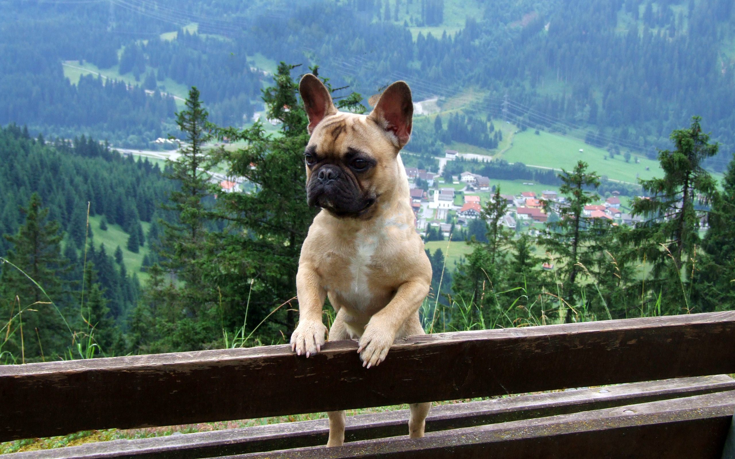 Animal: French Bulldog wallpaper - Our Doggie Charlie