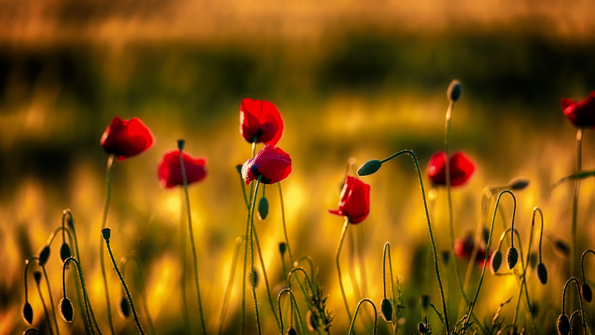 Nature Poppy HD Wallpaper