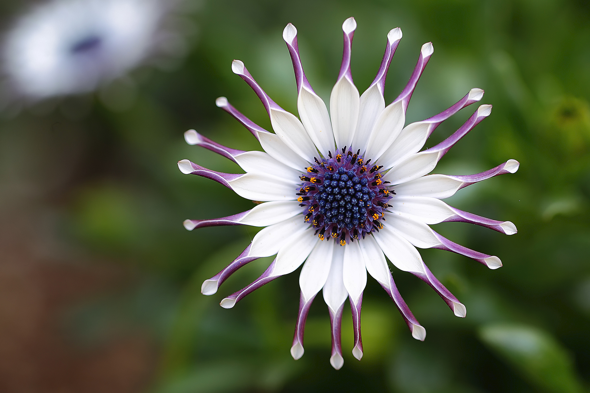 Download Daisy Osteospermum Nature HD Wallpaper