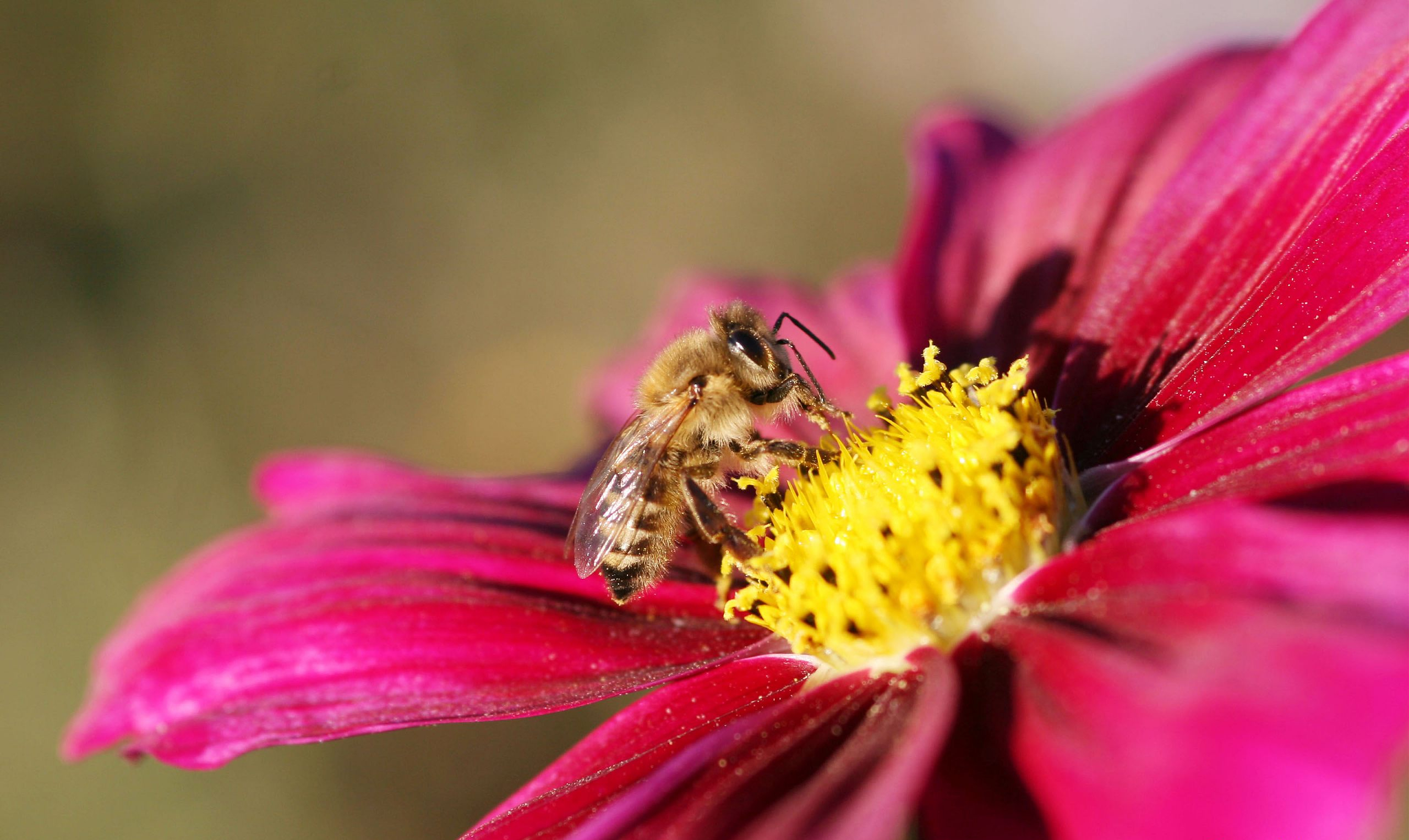 Animal and insect - A close-up shot of a bee on a beautiful flower.
