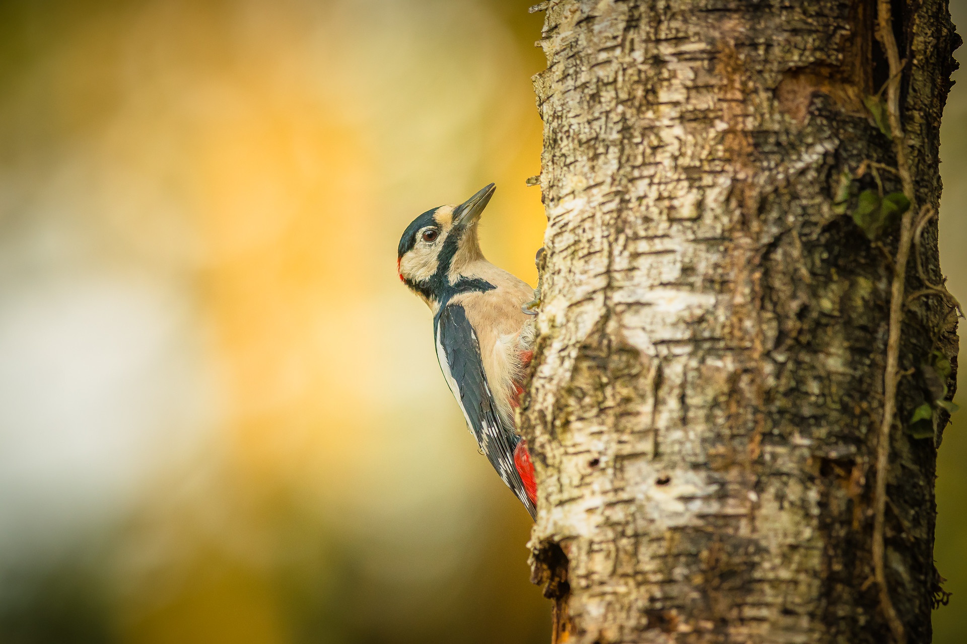 Download Bird Animal Woodpecker Hd Wallpaper