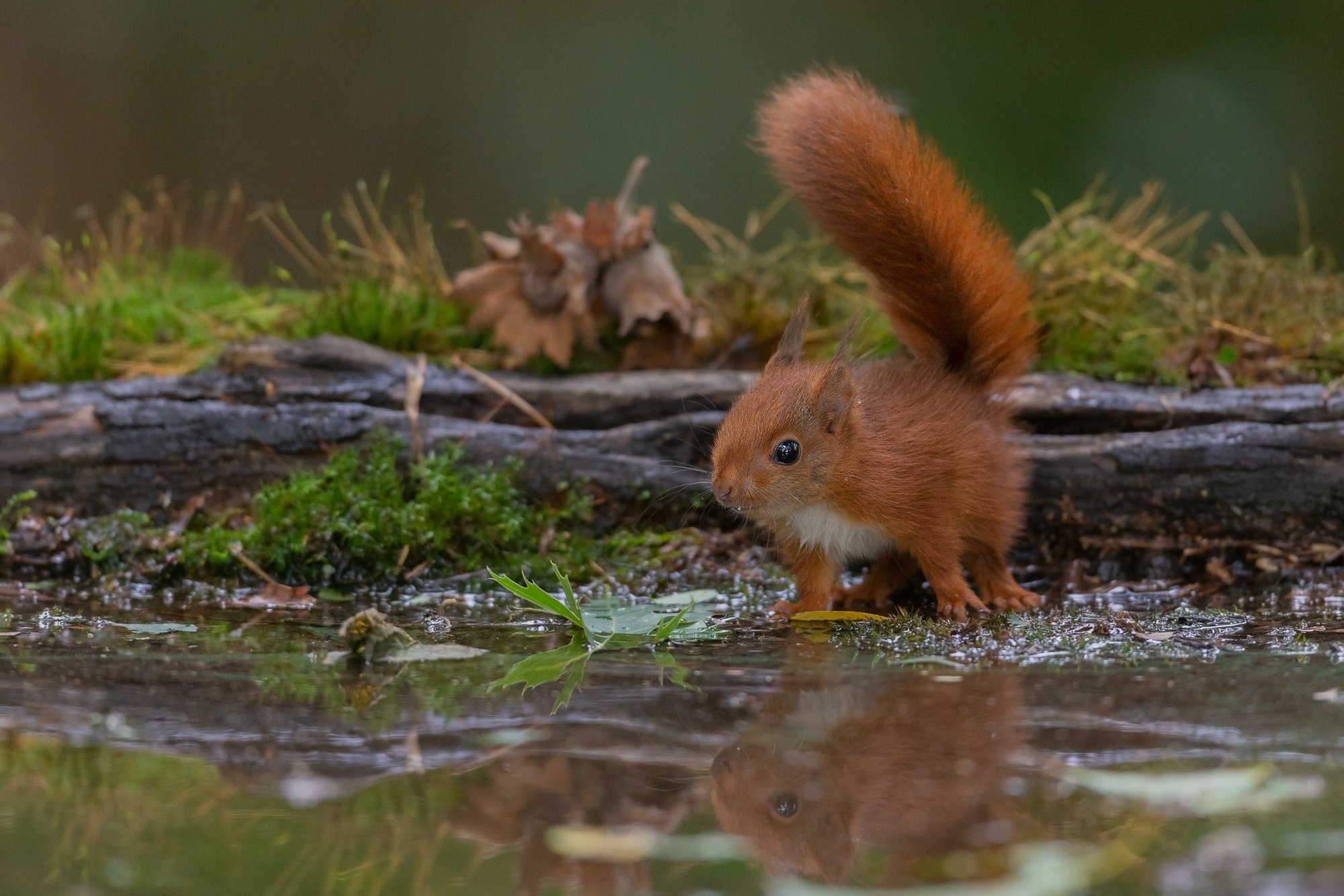 Download Reflection Rodent Animal Squirrel Hd Wallpaper