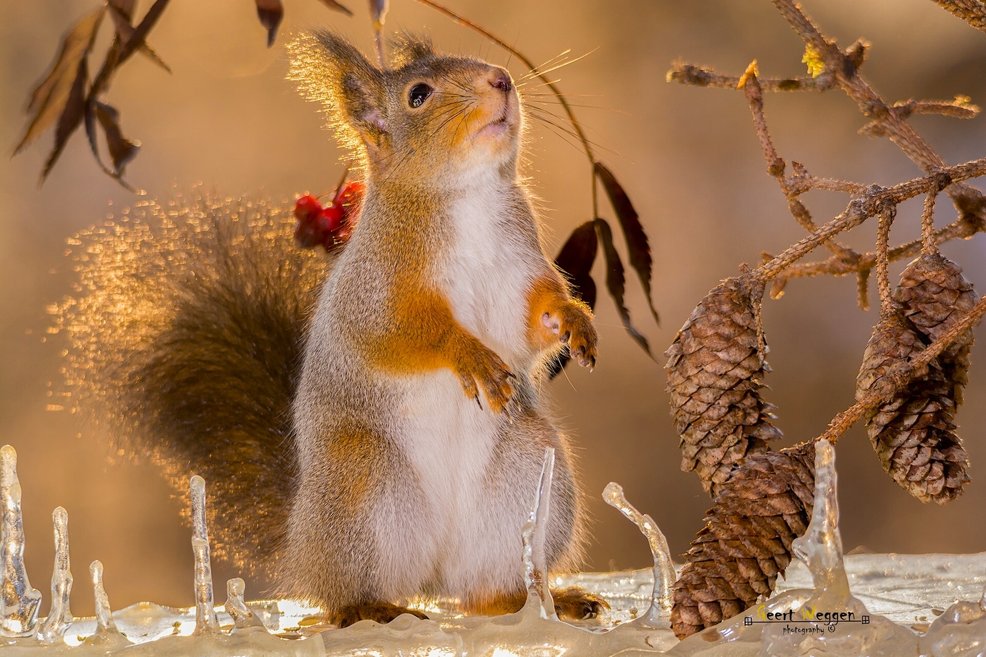 Download Pine Cone Rodent Ice Branch Animal Squirrel HD Wallpaper