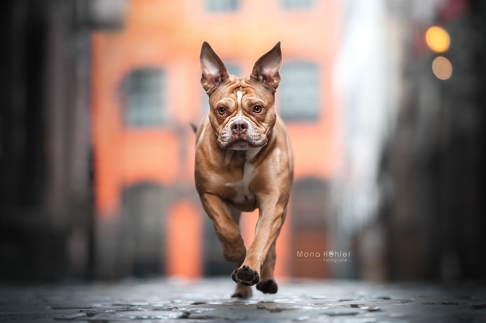 Download Dog Animal English Bulldog HD Wallpaper