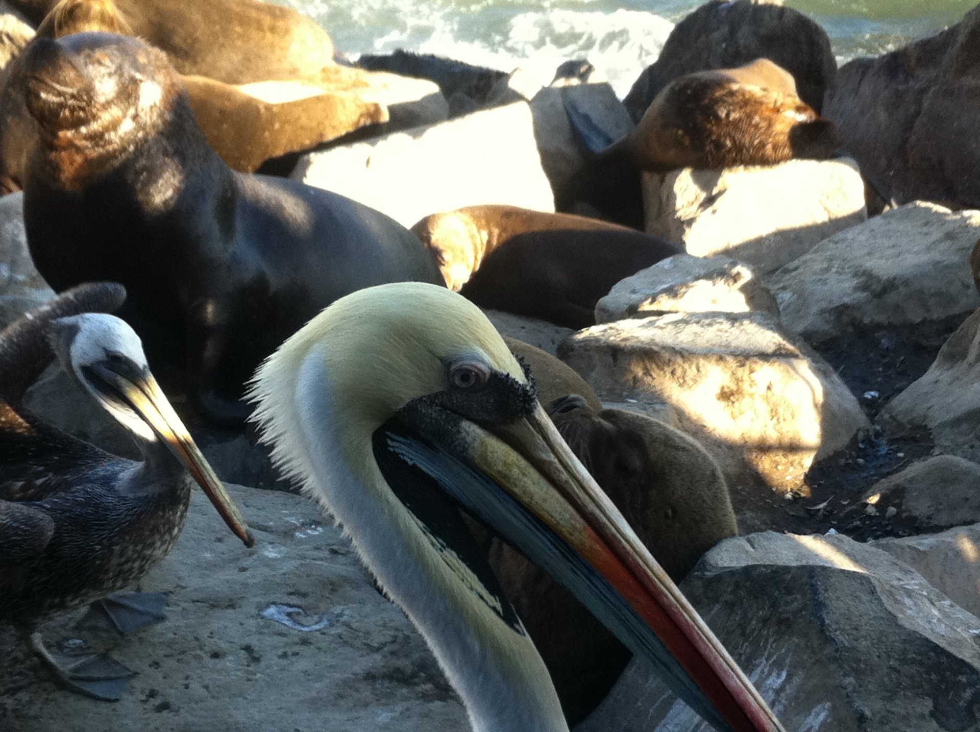 Download Animal Pelican HD Wallpaper by IZOKA
