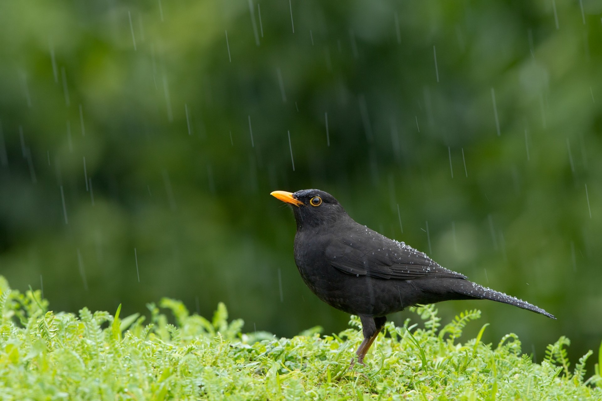 Download Bird Rain Animal Blackbird HD Wallpaper