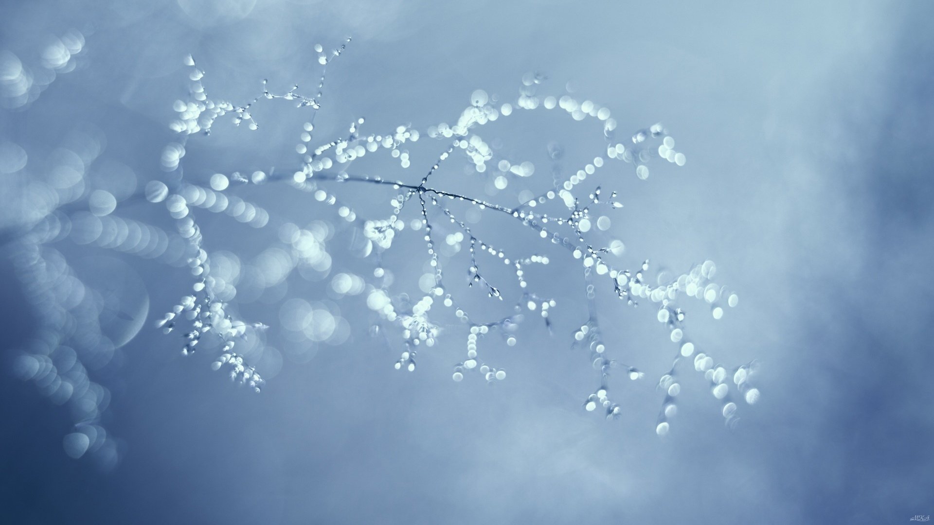 Macro nature photo of a delicate plant with dewdrops and soft bokeh in cool blue tones — HD PC desktop wallpaper and background.