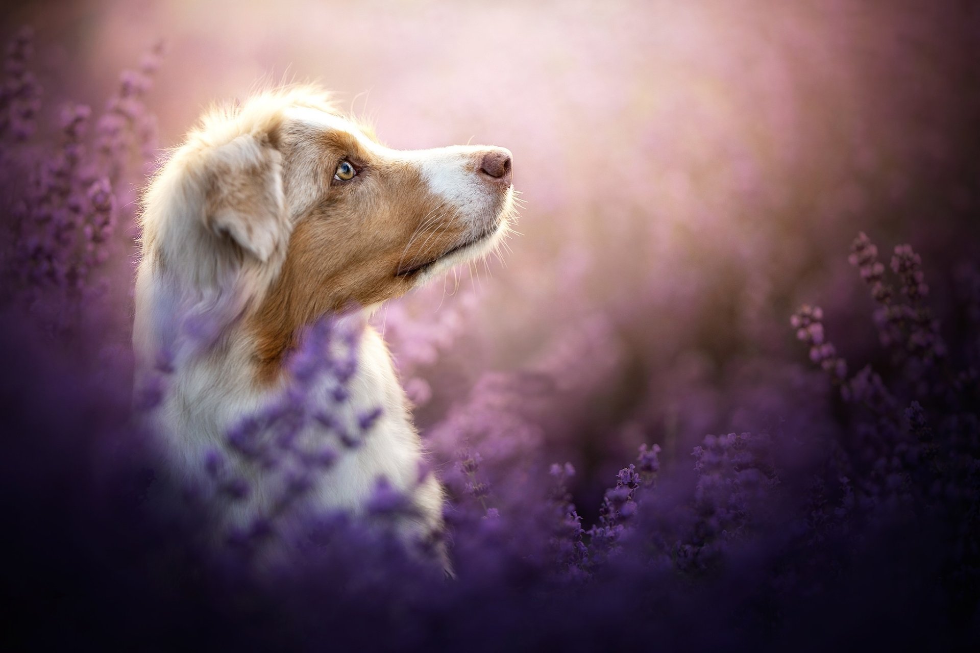Download Heather Dog Animal Australian Shepherd HD Wallpaper