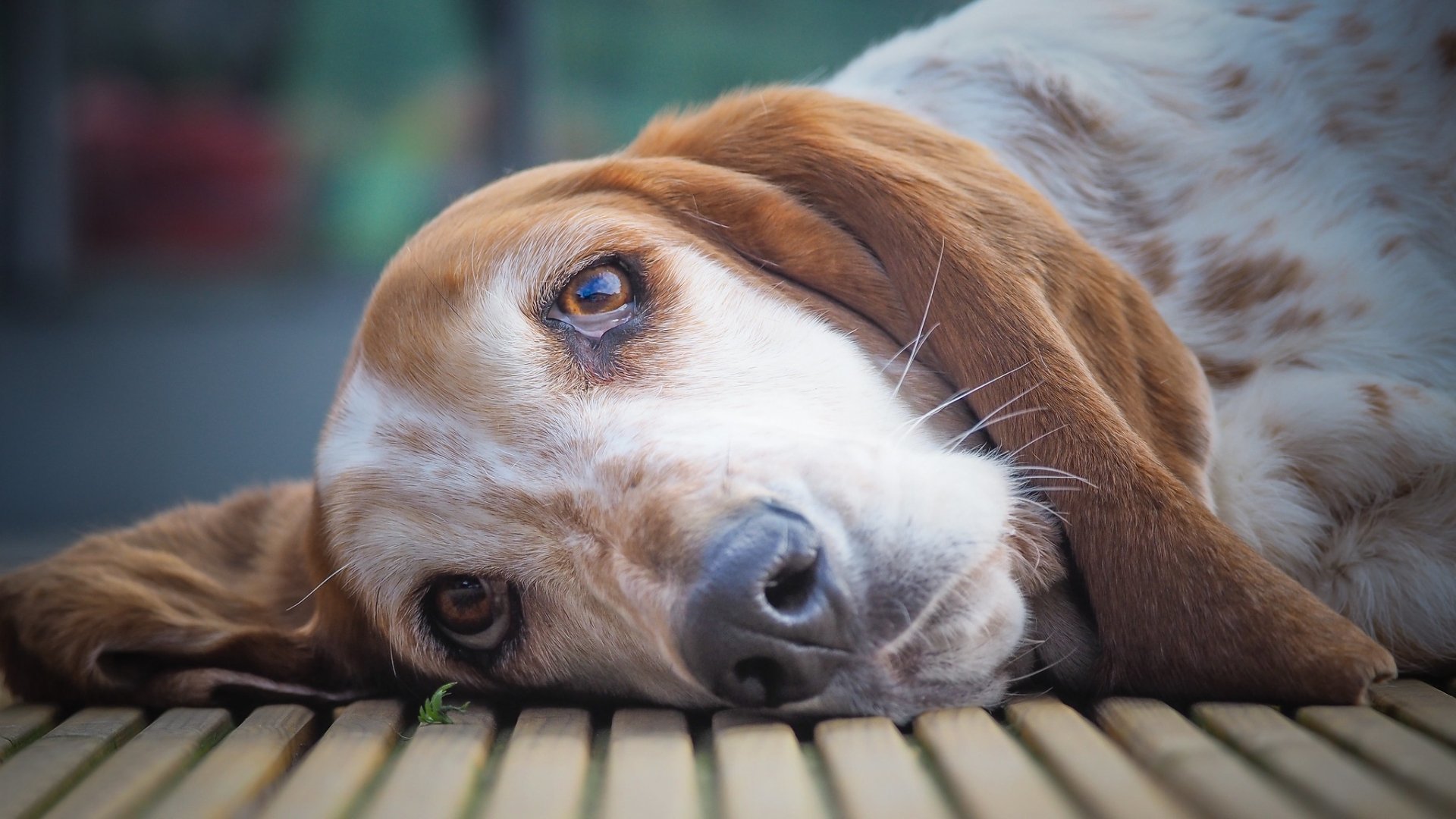 Download Dog Animal Basset Hound HD Wallpaper