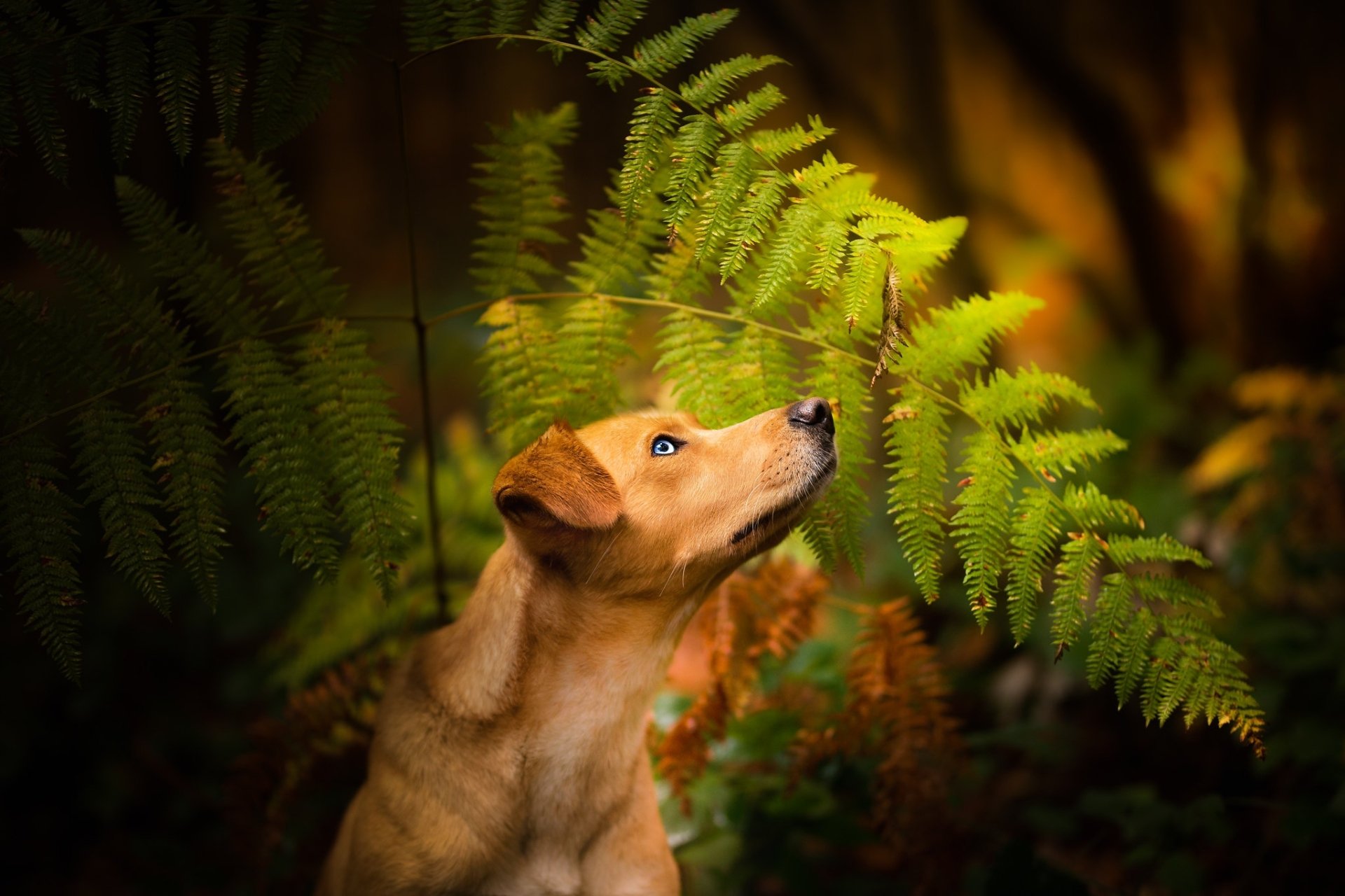 Download Fern Animal Dog HD Wallpaper | 2048x1365 | Wallpaper Abyss