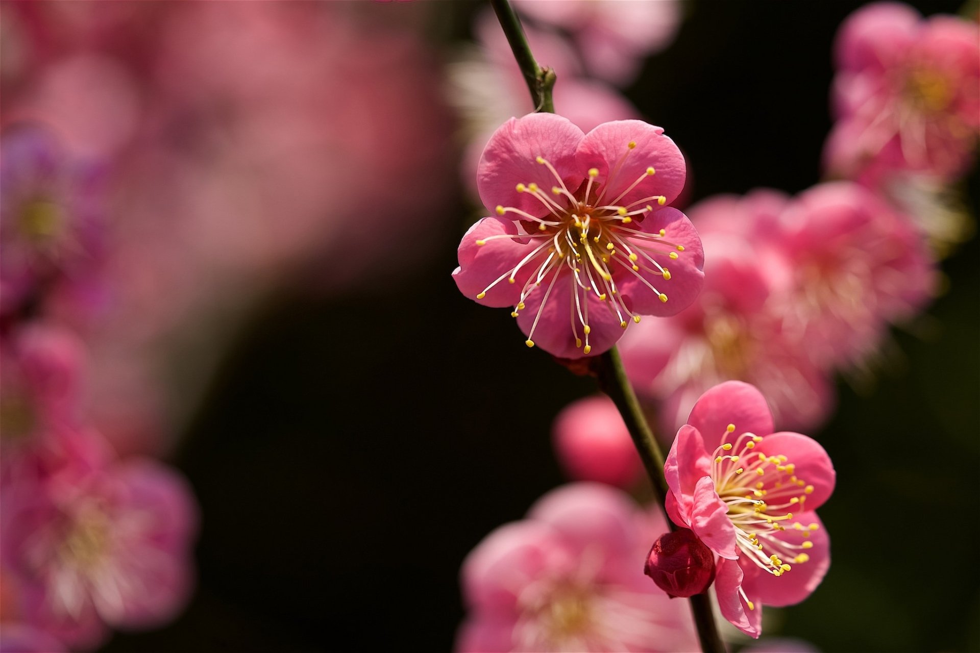 Nature Blossom HD Wallpaper