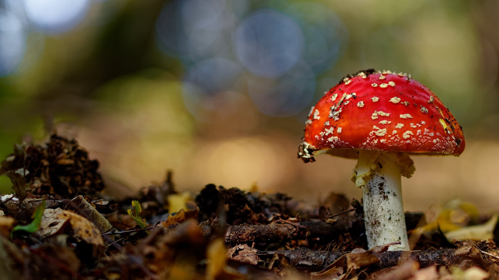 Download Macro Nature Mushroom 4k Ultra Hd Wallpaper