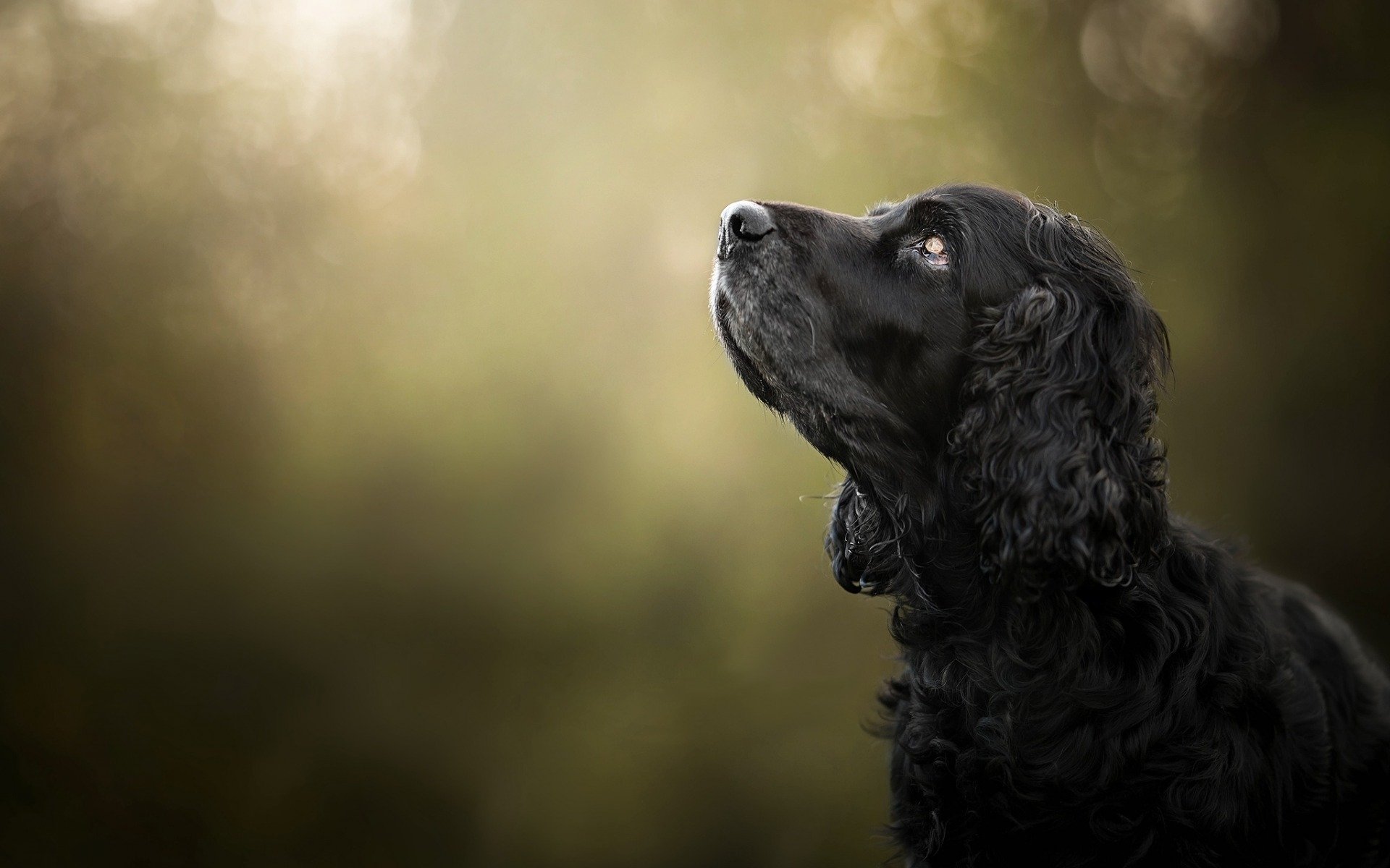Download Profile Dog Animal Spaniel HD Wallpaper