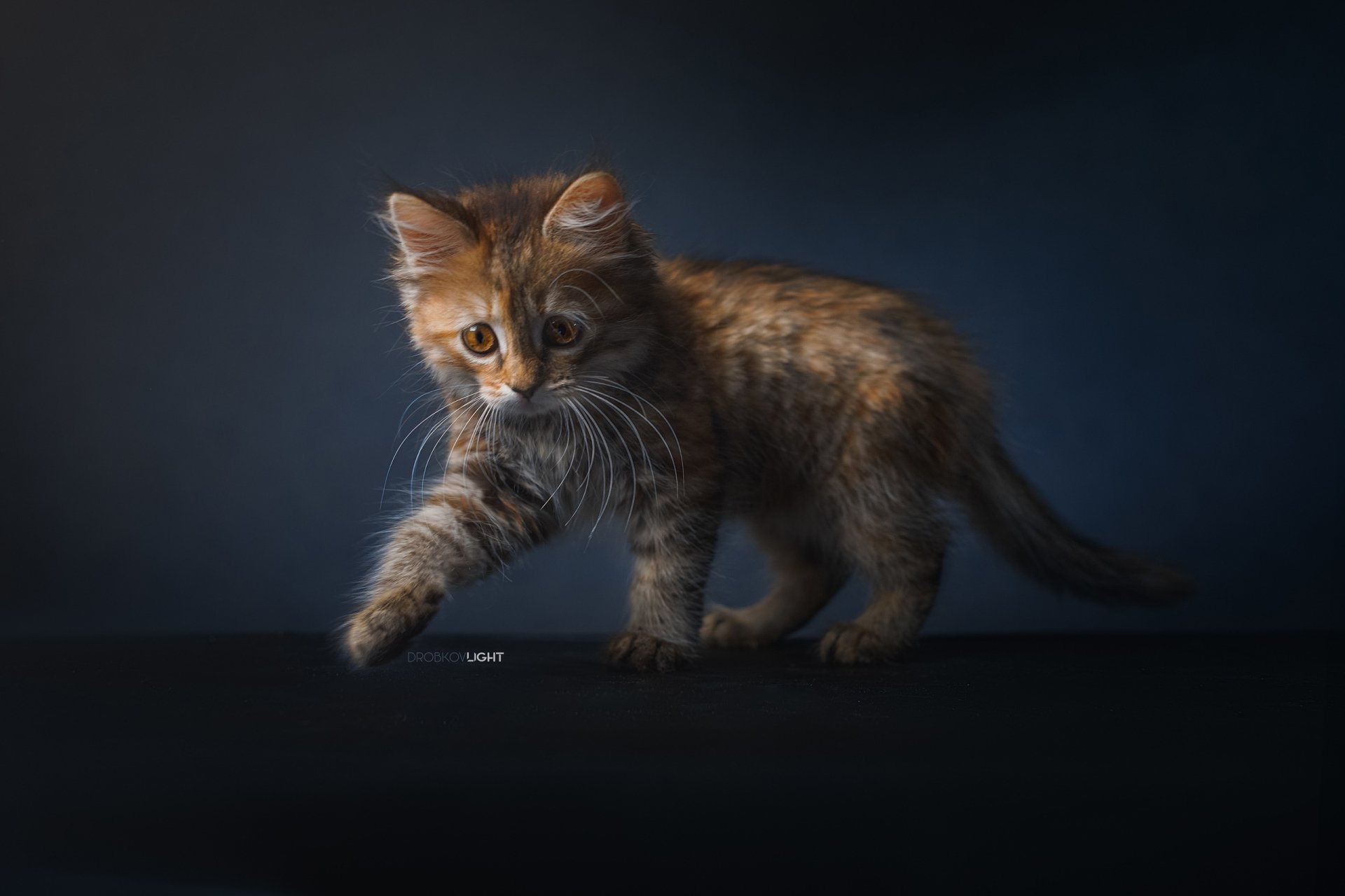 Download Kitten Animal Cat HD Wallpaper by Alexander Drobkov-Light