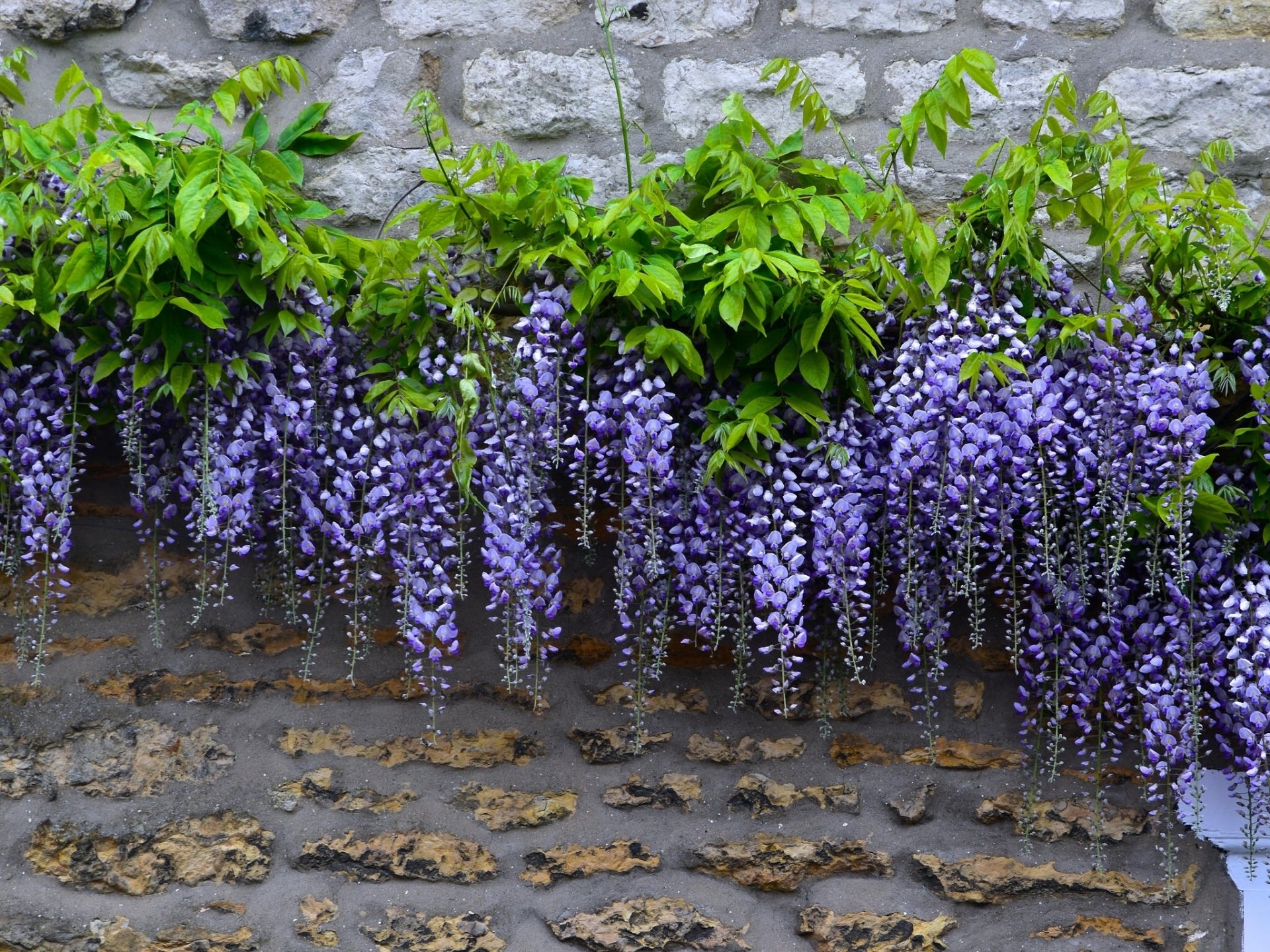 Download Flower Nature Wisteria HD Wallpaper