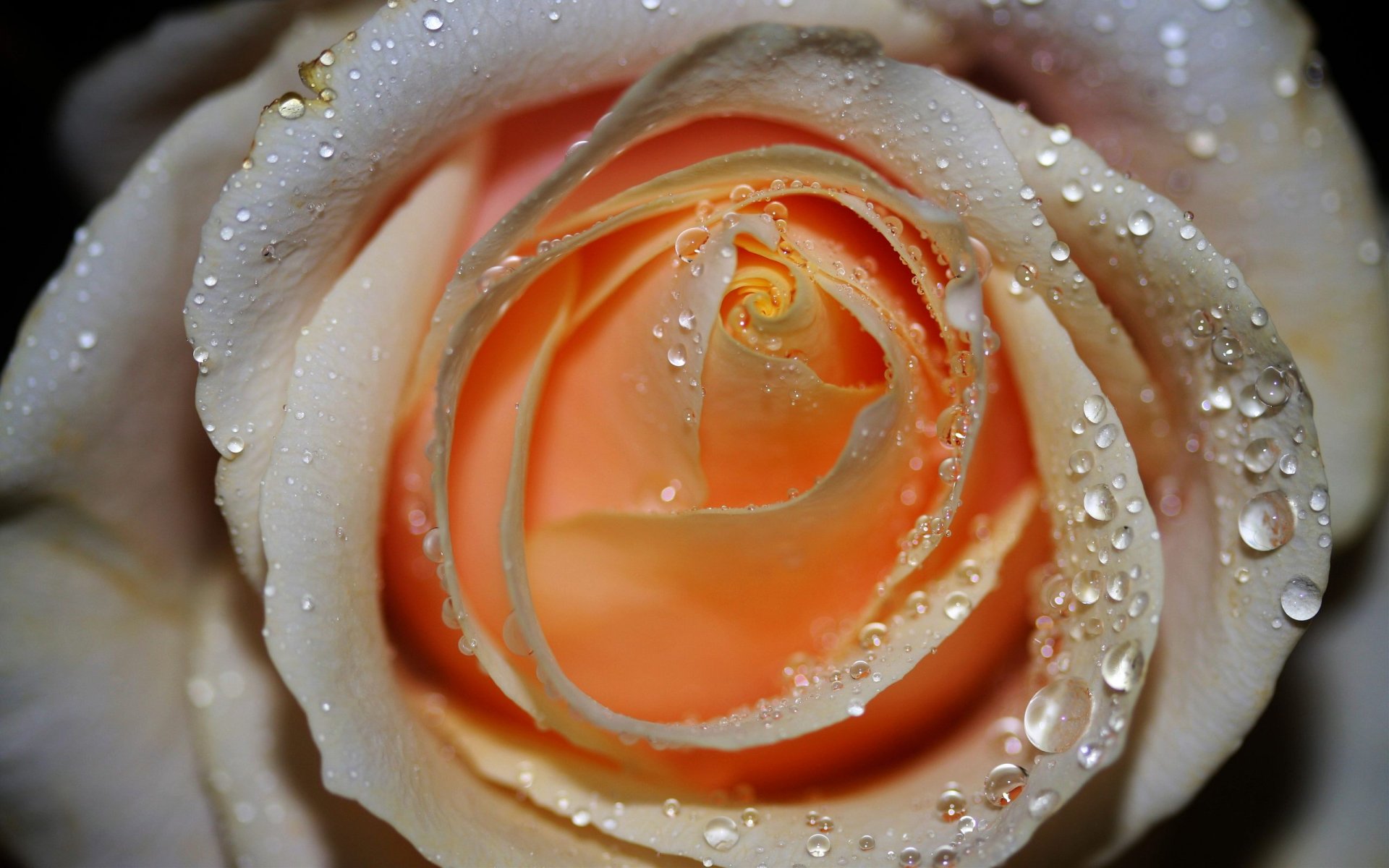 Nature Rose HD Wallpaper
