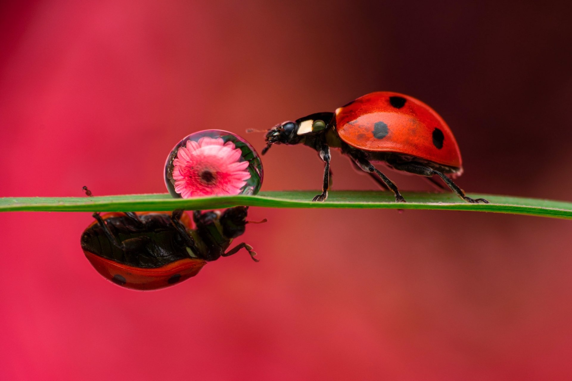 Ladybug HD Wallpaper | Background Image | 2048x1365