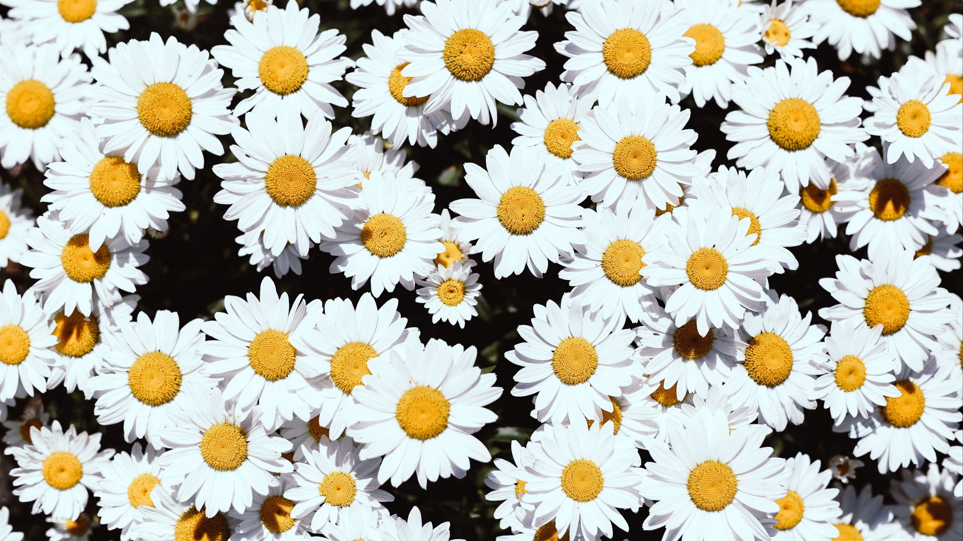 Download Nature Daisy  4k Ultra HD Wallpaper