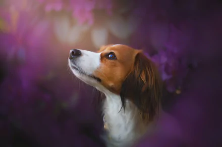 dog Animal Kooikerhondje HD Desktop Wallpaper | Background Image