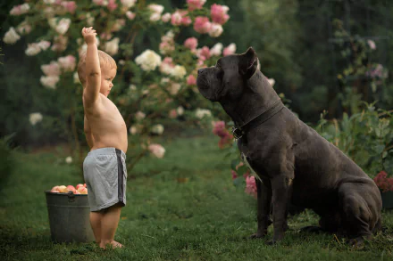mood bucket apple Cane Corso dog photography child HD Desktop Wallpaper | Background Image