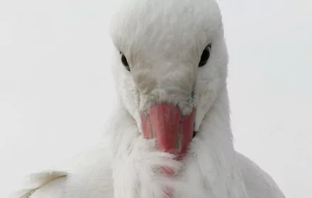 bird Animal stork HD Desktop Wallpaper | Background Image