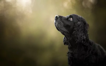 profile dog Animal spaniel HD Desktop Wallpaper | Background Image