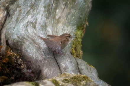 bird Animal wren HD Desktop Wallpaper | Background Image