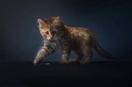 kitten Animal cat HD Desktop Wallpaper | Background Image