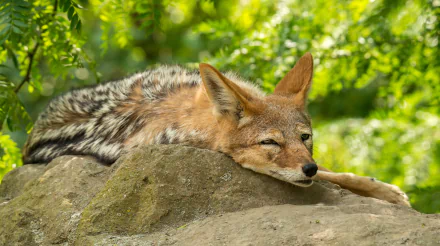Coyote lounging on a sunlit rock amid lush green foliage — 5K Ultra HD PC desktop wallpaper and background.