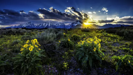 rocky mountains Wyoming meadow dawn sunrise flower nature grand teton national park HD Desktop Wallpaper | Background Image