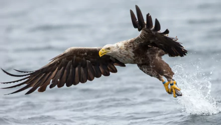 eagle wings bird water Animal white-tailed eagle HD Desktop Wallpaper | Background Image